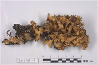 藏品(地衣)的圖片